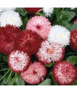 KB 200 Red &amp; White English Daisy Seeds Herb Garden Planting  - $13.10