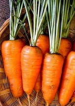 Bloomys 1000 Chantenay Red Core Carrot Seeds Non Gmo Heirloom Fresh Gard... - $10.38