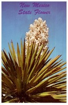 Yucca In Bloom New Mexico State Flower Cactus Postcard - £6.96 GBP