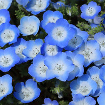 300 Seeds Nemophila Menziiesii Baby Blue Eyes Fresh Seeds - £19.75 GBP