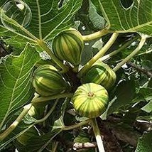 12 Seeds Heirloom Ficus Carica &#39;Panache&#39; Tiger Stripe Fig Tree Seeds - £7.97 GBP