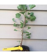 Ginkgo Biloba Lakeview Ginkgo Tree Live Plant 8 Inch Tall Own Root Plant... - $1,003.81 CAD