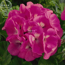 BELLFARM Geranium Large Heads of Bright Pink Flowers with Light Eyes Flower Seed - £4.42 GBP