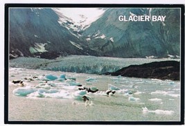 Postcard Seals Glacier Bay National Monument John Hopkins Glacier Alaska - £1.68 GBP