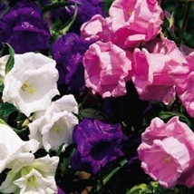 HS 50+ Heirloom Campanula Double Canterbury Bells Perennial Flower Seed Mix - $4.89
