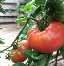 Pink Brandywine Tomato Seeds | Heirloom | Organic | Bulk | Wholesale FRESH - £9.21 GBP