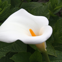 Calla Lily Zantedeschia aethiopica Flower semillas sementes 100 PCS Seeds - $9.40