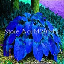 Best SELLER USA 100 Pcs Hosta Bonsai Perennials Plantain Beautiful Lily Flower W - £11.42 GBP