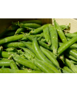 100 Pc Seeds Sugar Snap Pea Vegetable Plant, Pea Seeds for Planting | RK - $18.90