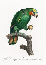 Orange-Winged Amazon, Amazona Amazonica - 1800&#39;s Francois Levaillant Bir... - $11.99