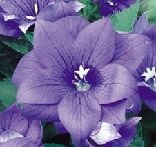 40 SEEDS BLUE PLATYCODON DOUBLE BALLOON FLOWER PERENNIAL HEIRLOOM SEEDS ... - £6.44 GBP