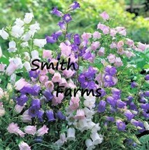 25 Seeds Mixed Canterbury Bell Flowers Planting Fast US Shipping - £7.54 GBP