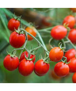 Tomato Sweetie Cherry Tomato Indeterminate Heirloom Sweet Non-Gmo 50 Seeds - $11.18 CAD