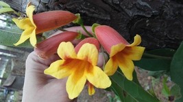 CLK 2 PLANTS CROSS VINES TANGERINE BEAUTY BIGNONIA YELLOW ORANGE RED TRU... - £28.14 GBP