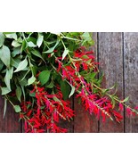 10 Seeds - Pineapple Sage / Red Sage - €7,56 EUR