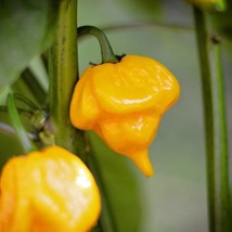 Seeds USA Seller Yellow Butch T Scorpion Pack Of 10 Seeds - £7.03 GBP