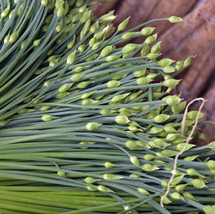 Seeds Fresh Chinese Garlic Chives Jiuchai Leek Allium White Flower Asian - £7.80 GBP