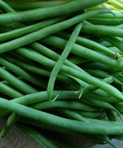 80 Seeds Black Valentine Bush Green Bean Seeds, Stringless, NON-GMO - £11.38 GBP