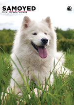 Samoyed Calendar 2026 - $19.99