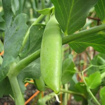Fresh Pea Seeds Fast Shipping - $4.22
