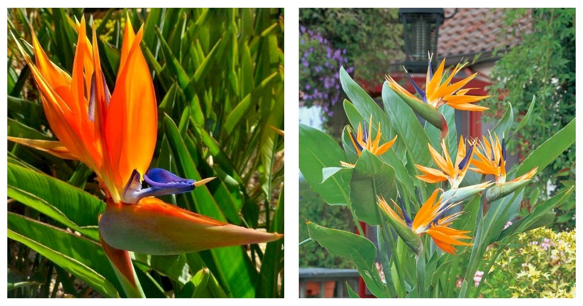 Strelitzia Reginae ORANGE Bird of Paradise SMALL ROOTED STARTER PLANT - $48.99