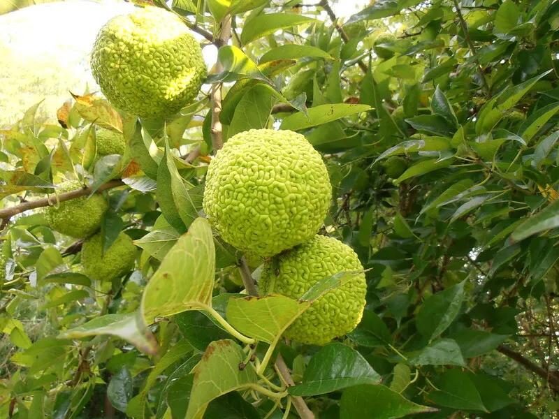 50 OSAGE ORANGE TREE SEEDS Bois D Arc Tree Fresh Seeds - $12.38