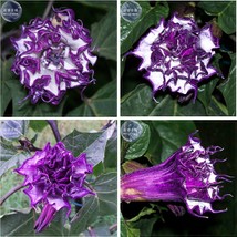 Purple Moon Angel Trumpet Datura / Yellow Datura Metel Flowers Pack 20 Seeds Ver - $9.97