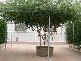 USA Italian Tree Tomato &#39;Trip L Crop&#39; Lycopersicon Fruit Vegetable 40 Seeds - £8.64 GBP