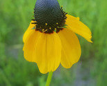 Rudbeckia Amplexicaulis Clasping Coneflower Flower Seeds Delicate Blooms... - $25.75