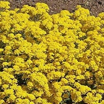 250 Basket Of Gold Flower Seeds Alyssum Alyssum Aurinia Saxatilis Us Gro... - $7.98