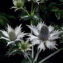 Seeds USA Seller Eryngium Giganteum Silver Ghost Seeds - £7.86 GBP