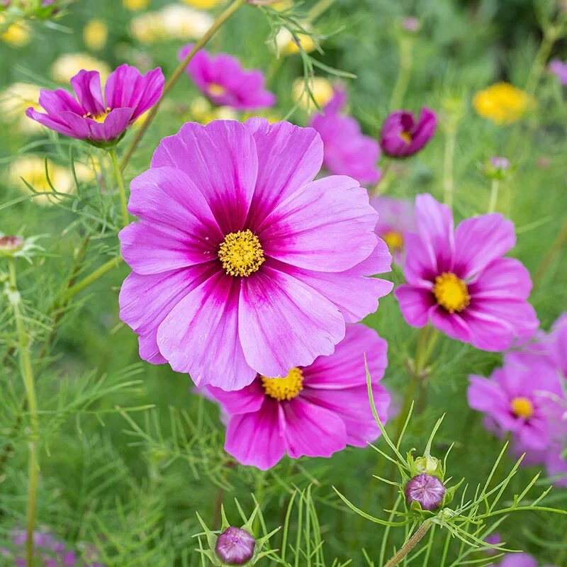 200 Radiance Cosmos Seeds Planting Fresh Seeds - $13.63 CAD