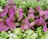 1000 Giant Red Mustard Seeds Fast Shipping - $8.99