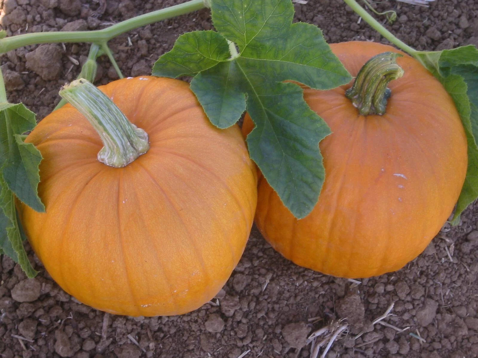 50 SPOOKIE PUMPKIN SEEDS GREAT FOR CARVING, PIE FRESH HARVEST FOR GARDENS - $8.07