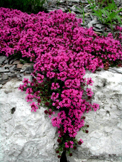 1/2 Oz Red Creeping Thyme Seeds Groundcover Seeds Seeds New Fresh US Shi... - $85.48