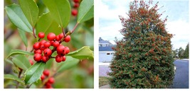 18-24" Tall - Greenleaf American Holly Tree/Shrub/Bush - Gallon Pot - Live Plant - $92.99