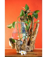 Molten Glass On Root Wood Vase Bowl Decor Teak Root Plant Bowl - $177.86