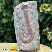 RARE: LITUITES Heteromorph Nautiloid Fossil, Ordovician: Songtao, Guizhou - $99.51