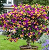 50Pcs Bougainvillea Seeds Colorful Bougainvillea Spectabilis Willd Plant Fresh S - £4.57 GBP