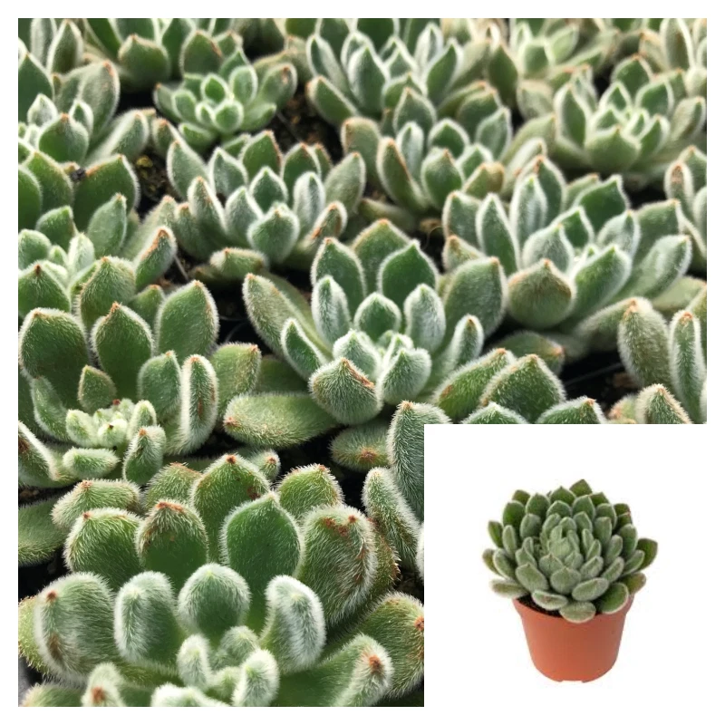 Echeveria Setosa 4Inch Mexican Fire Cracker Firecracker Echeveria Live P... - $423.56 MXN