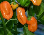 Orange Habanero Hot Pepper Seeds 30 Very Hot Muy Caliente! Spicy Fast Sh... - $8.99