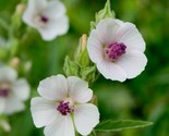 Marshmallow Seeds 30 Althaea Officinallis Perennial Herb Garden Fast Shi... - $8.99
