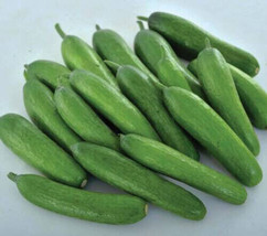 HSeeds 25 Seeds Babylon Cucumbers Planting Edible Food Easy To Grow Garden - $5.21