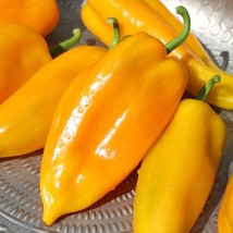 US Seller Marconi Golden Italian Sweet Pepper Italian Seed Naturally Grown Itali - $16.38