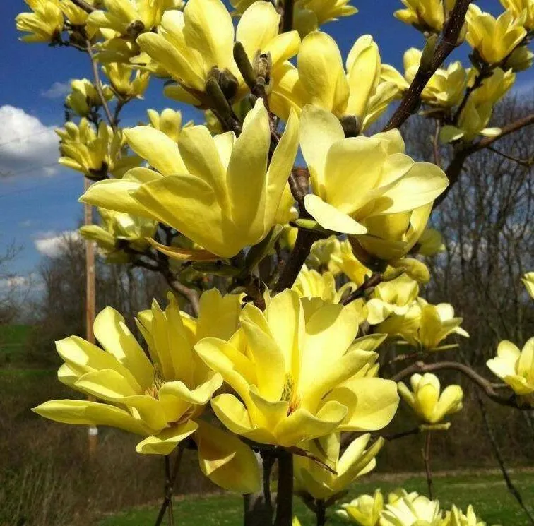 2 Yellow Bird Magnolia Trees/Bushes/Shrubs 6-12&quot; Tall Live Plants 3&quot;s - £62.20 GBP