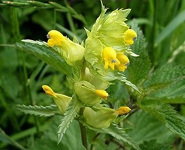 25 Yellow Rattle Rhinanthus Minor Plant Seeds New Fresh Seeds USA - $11.26