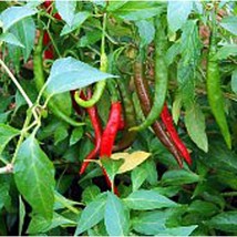 Pico De Pajaro Hot Peppers  10 Seeds  Garden Beautiful USA SELLER - £4.41 GBP