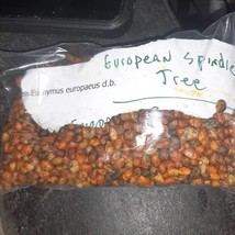 European Spindle Tree Seeds Euonymus Europaeus US Fast Shipping - $283.80 MXN