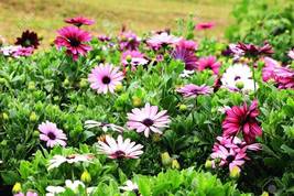 200 AFRICAN DAISY Cineraria Mix Flower Seeds - £5.91 GBP