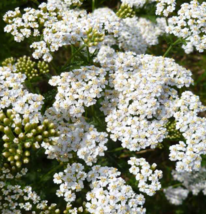  500 Seeds Yarrow WESTERN Perennial White Flowers Xeriscaping Dry Area NonGMO - £7.02 GBP